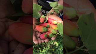 பள்ளி பருவ ஷ்நாக்ஸ் இதான் 😋| kovai Palam | #shorts #kovaipalam #shortsfeed #fruitpicking #viral