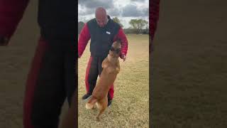 K9 Renske alert then bite