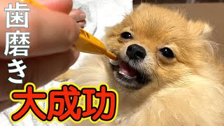 初めての歯磨きなのにこの表情の子犬のポメラニアン！