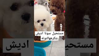 سونا كتير بتكرهها لتوته لأنها ضرتها