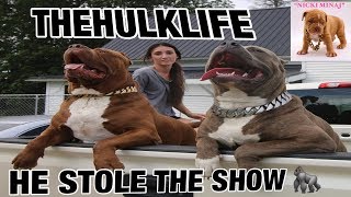 THE HULK LIFE: cant believe im gonna do this! HULK STOLE THE SHOW!!