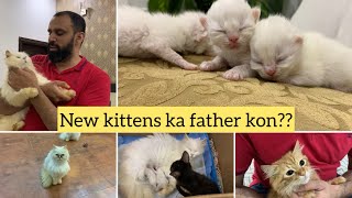 New born kittens ka father kon hy || Mufasa k new friends a gye