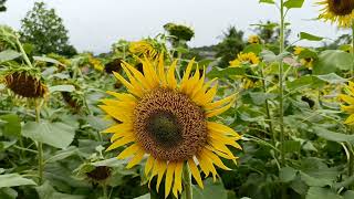 സൂര്യകാന്തി പാടം 🌻🌻🌻🌻🌻