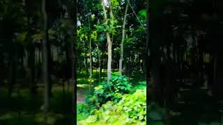 গ্রাম বাংলার প্রাকৃতিক সৌন্দর্য ॥ Beautiful nature in rural areas of Bangladesh