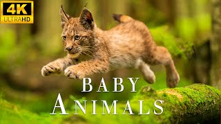 Baby Animals Parts 6 - Top 50 Cutest Baby Animals - 4K UHD Real - Relaxing Nature Sounds.