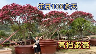 庭院别墅首选耐寒花树，花开100多天成为整个市场最抢手，太美啦