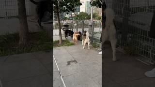 最後は大型犬に囲まれる #オーストラリアンラブラドゥードル