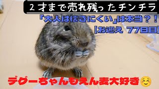 【77日目】２才のチンチラをお迎えしても懐いてくれるのか！？【皆大好きえん麦！！】