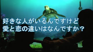 好きな人がいるんですけど愛と恋の違いはなんですか？【タートルトーク】東京ディズニーシー