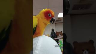 陪備課5分鐘後的樣子🤣［2025/2/17依呀日常］ #紀錄的美好 #parrot #金太陽