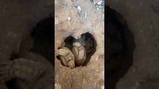 Baby tortoises hatching out of the ground 🐢 (again!)