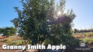 GRANNY SMITH APPLE TREE | GREEN  APPLES
