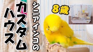 シニアインコ 8歳 カスタムケージ の ルームツアー