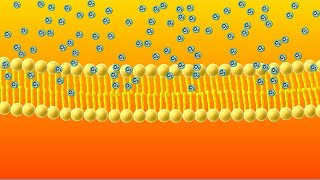 Diffusion Animation!