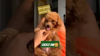 CHOCO DM/FURBABY/ TOY POODLE #doglover #pawsomepets #furbaby #mansbestfriend