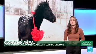 En medio de polémica, China presenta al primer caballo clonado del país