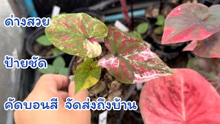 EP.327 สวนบอนสีพระทำ | คัดบอนสี แบ่งปันความสุข จัดส่งถึงบ้าน