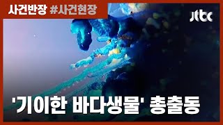 신비한 바다생물의 정체는? 호주 해변서 포착된 '블루보틀' / JTBC 사건반장