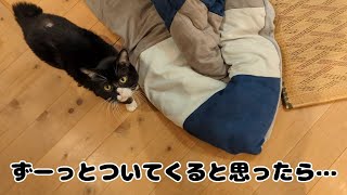 何かを訴えてくる猫