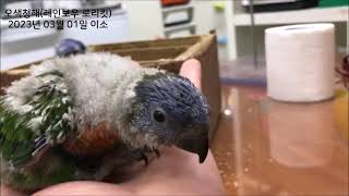 오색청해 앵무새 아기 이소(레인보우 로리킷) Baby Rainbow lorikeet