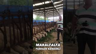 KOYUNLAR MARALFALFA YER Mİ? #maralfalfa #maralfalfayembitkisi #hayvancılık #inek #kuzu #koyun