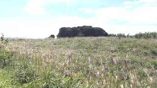 秋の秋吉台・芒（ すすき ）と長者ケ森