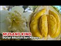 DURIAN MUSANG KING DARI MALAYSIA YANG SANGAT TERKENAL