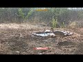 codorna do nordeste flagada na bebida imagens incríveis na caatinga 🐦🌵