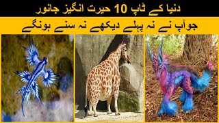 Top 10 Amazing Animals In The World | 10 Unique Animals You Won’t Believe Exist
