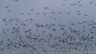 Kranich-Spektakel im Bauernmoor