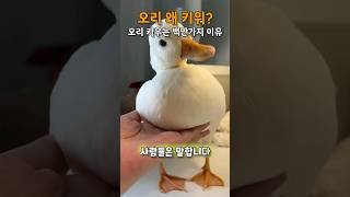 오리는 왜 키워??