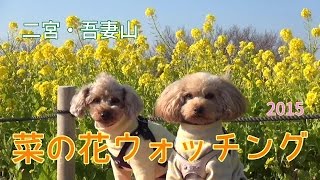 【二宮】 吾妻山の菜の花ウォッチング 【2015】 吾妻山公園