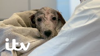Paul O'Grady: For The Love of Dogs | Humphrey the Bedlington Terrier Pup Gets a Bath | ITV