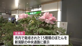 五泉市のぼたんを新潟駅に展示　全国有数の産地として特産をＰＲ【新潟県】 (23/04/15 12:28)