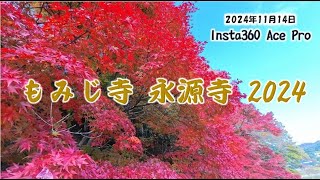 🍁[HD]2024/11/14 色づきの確認に 茨城県大子町 もみじ寺 永源寺 赤・黄・橙・緑色がグラデーションで見れます