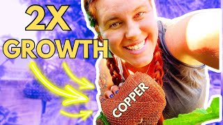 Using Copper In The Garden Fact Or Myth