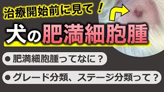 【犬のシコリ】皮膚の肥満細胞腫：治療開始までに知っておくこと