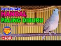 Perkutut Lokal Gacor paling DIBURU buat pancingan