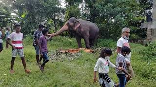 Elephants who came to color the 93rd Historic Ragama Walpola Poson maha Perahera 2022