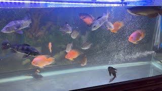 Feeding RTG Arowana and Monster Fishes Part-2