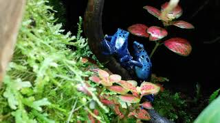 Dendrobates Azureus calling.