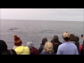 8.28.16 humpback whales fin whale u0026 risso s dolphin monterey