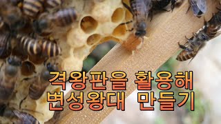 격왕판을 활용해 변성왕대 만들기 #양봉 #토종벌 #귀농