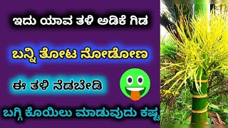 🤩ಅಡಿಕೆ ತೋಟ ಕನ್ನಡ |ಮೋಹಿತ್ ನಗರ ಅಡಿಕೆ ತಳಿ |arecanut ಅಗ್ರಿಕಲ್ಚರ್ |ಅಡಿಕೆ ಸಸಿ ಮಾಡುವ ವಿಧಾನ 🌹