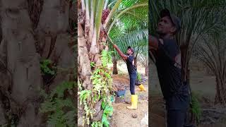 এখানে জায়গাটা খুবই খারাপ ফল কাটতে খুবই কষ্ট হয় #viralvideo #contain #real