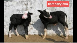 ਦੋ ਛੋਟੀਆਂ ਕੱਟੀਆਂ। Two animals for। Buffalo special। balvidairyfarm । Niliravi | murraha |Balvidairy