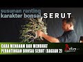 CARA MENANAM DAN MEMBUAT PERANTINGAN BONSAI SERUT (bagian 2)