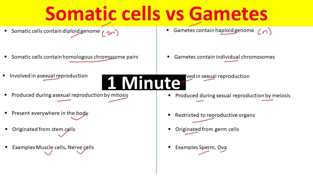 Difference Between Gametes And Somatic Cells | Somatic Cells Vs Gametes ...