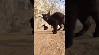 猫猫餐车准时又准点喂猫日记 我和流浪猫的故事 流浪猫日常 关注流浪动物