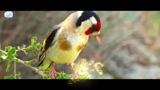 شاهد قوة 🔥 الحسون عند سماع صوت البتبتات batbata goldfinch signin